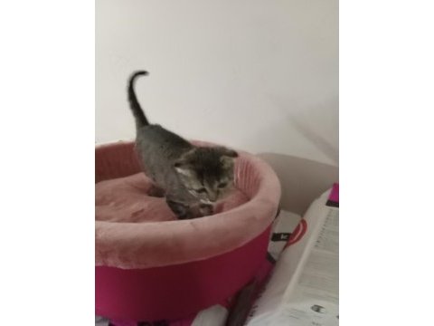 Yavru scottish fold yavrularımız yeni sahibini bekliyor