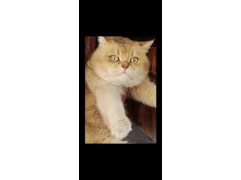 By11 çikolata golden erkek british shorthair