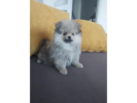 Pomeranian boo erkek köpeğimiz