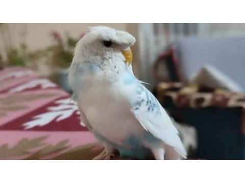 Yetişen alıyor kuşları