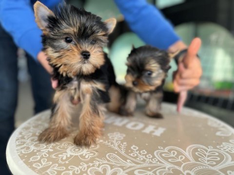Safkan garantili tea cup yorkshire terrier