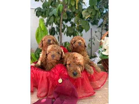 Yeni yuvası için hazır kore kan poodle bebekler