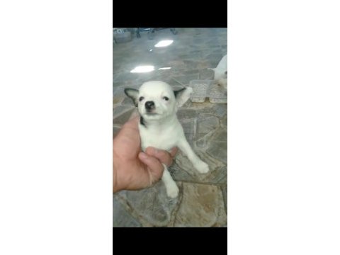 Irk ve sağlık garantili chihuahua yavrular