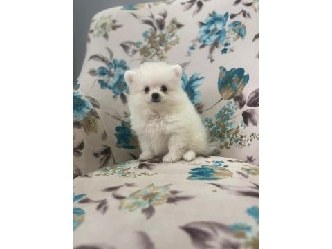 Sevimli pomeranian köpekler
