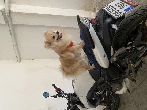 Oyuncu ve sevecen pomeranian kızımız yeni yuvasını arıyor