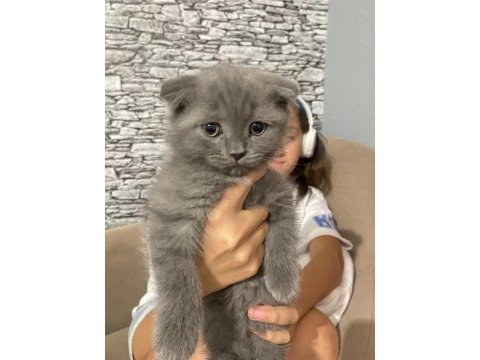 2 aylık scottish fold yavru kedimiz