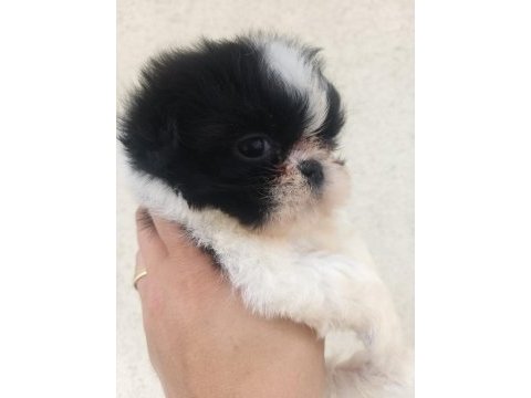 Kalite ve özeli isteyenlere shih tzu