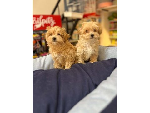 Orjinal hipoalerjenik teacup maltipoo 