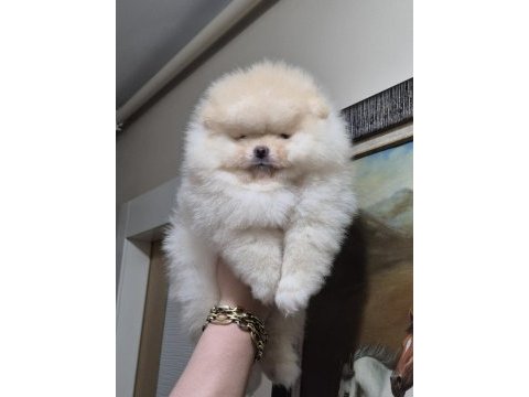 Üst kalite sıfır burun orijinal ırk pomeranian boo
