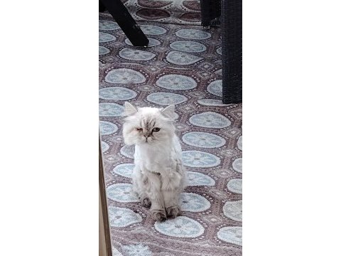 Güzel tek gözlü kızımız