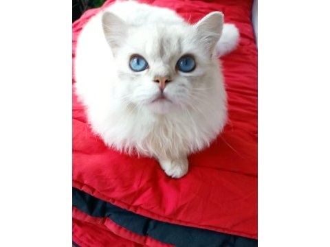 British longhair 8 aylık