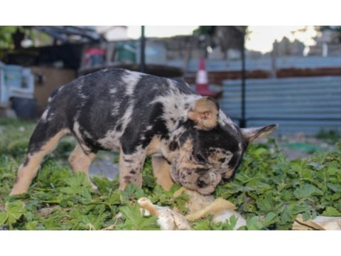 Süper kan blue merle - merle tan french bulldog yavruları