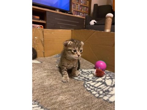 Scottish fold anneden 4 erkek bebek