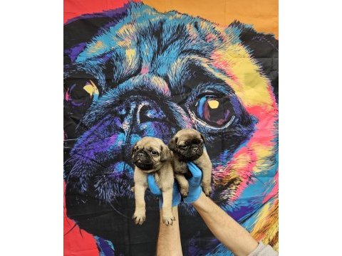 Dişi erkek pug mops yavrularımız