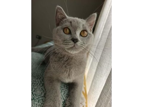 Erkek british shorthair yavrumuza yeni yuva
