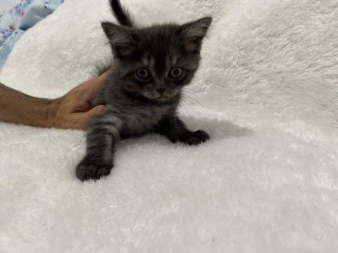 Koyu kahve british shorthair yavru