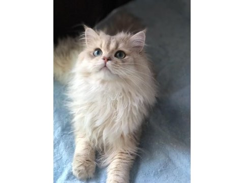 Oyuncak ayı tatlılığında brıtısh longhair oğluşum