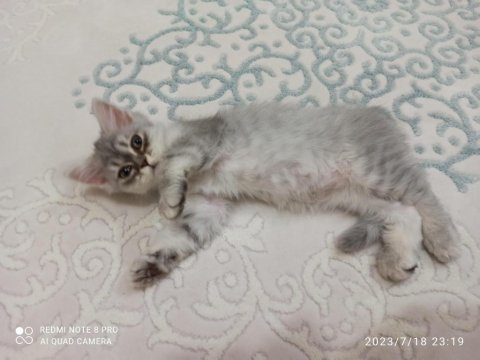 British longhair