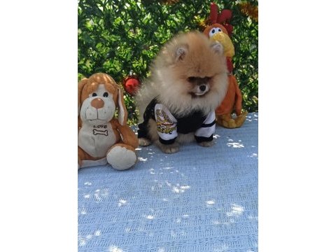 Orijinal pomeranian boo