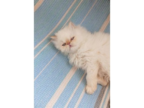 Maviş iran persian, tuvalet eğitimi vardır