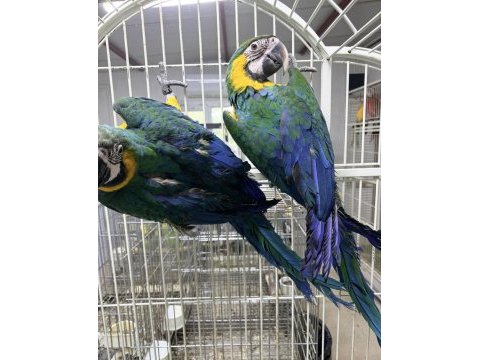 Orman bakanlığı belgeli yavru harligold macaw papağanı