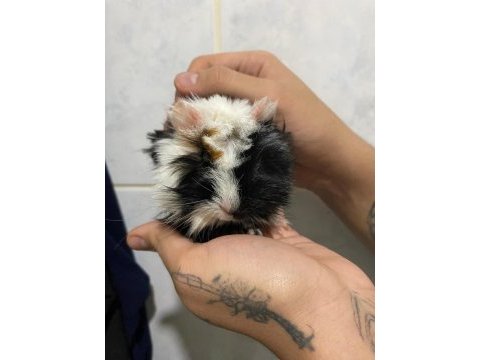 Dişi 3 3.5 aylık ginepig