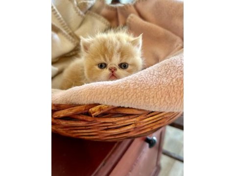 Şampiyon babadan exotic shorthair garfield yavrularım