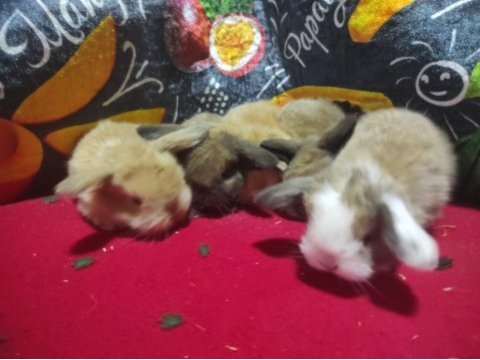 Sevimli cüce ve hollanda lop tavşan yavruları