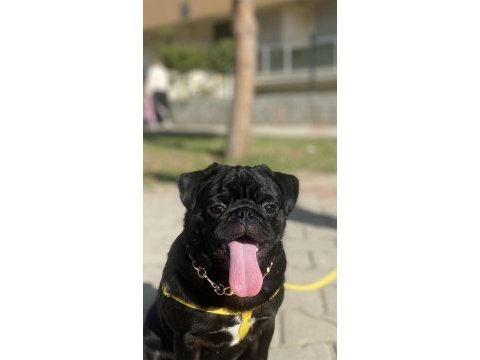 Ücretsiz sahiplendirme siyah pug