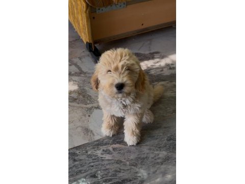 2,5 aylık maltipoo aşıları tam
