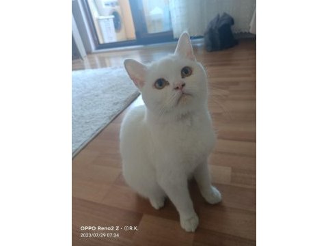 British shorthair kedim sahiplendirilecektir