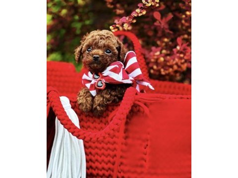 Toy poodle kore ultra minik yavrularımız