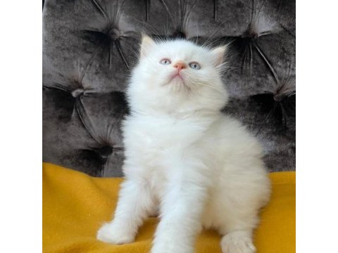 British shorthair yavruları