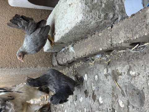 Cüce koşin - serama tavuklar