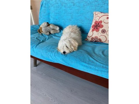 Acil ömürlük yuva ücretsiz sahiplendirme köpeğimiz