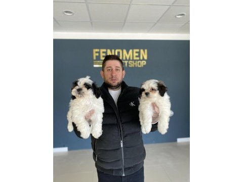 Exlusive gercek morkie yavrular ankara mağazamızda