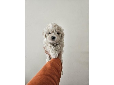 Maltese terrier yavru köpeklerimiz
