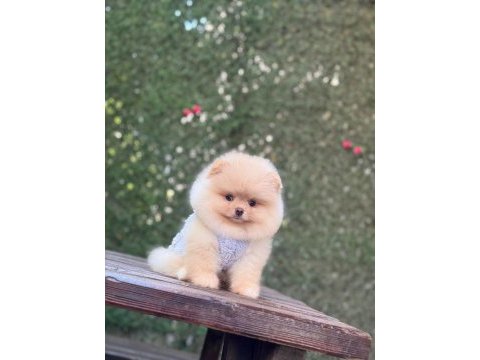 Sağlık ve ırk garantili pomeranian