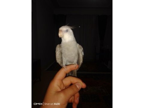 Eğitimli konuşan sultan papağanı