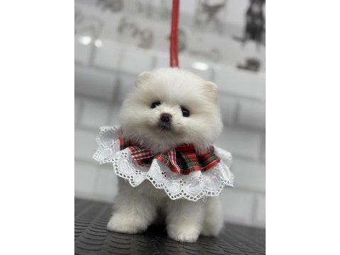Minik teddy bear teacup pomeranian boo