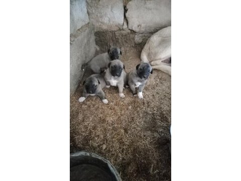 Sivasdan has kangal yavruları