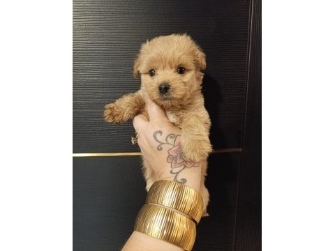 Maltipoo yavrular