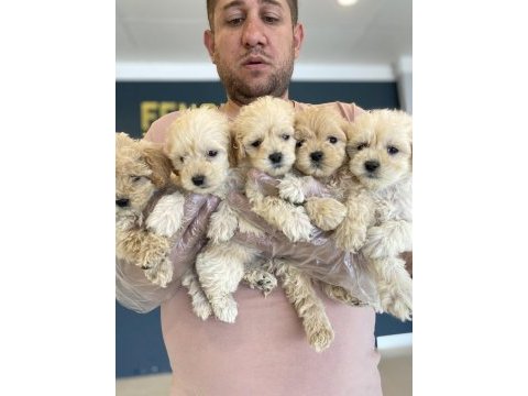 Shoooowwww kalite maltipoo yavrular ankara mağazamızda 