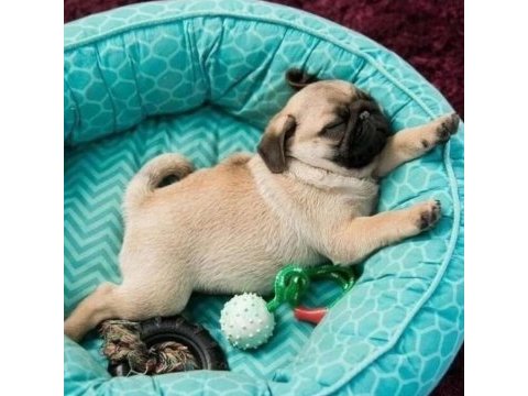 A+ pugmops bebekler renk ve anatomi harikası
