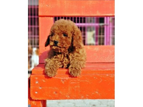 Poodle en özel yavrular