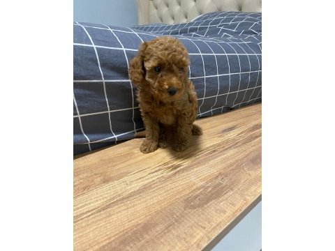 Uygun puan poodle yavrularımız