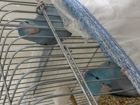 İkitelli 2 adet eş forpus papağanı