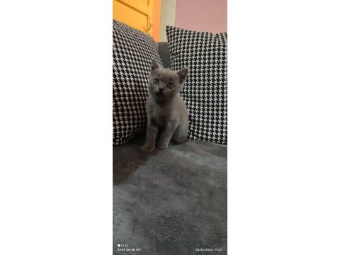 British shorthair biri oyun mu dedi