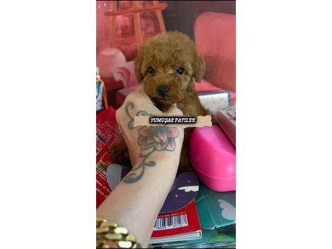 Sevimli ırk toy poodle