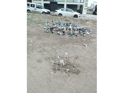 120 adet mardin güvercin